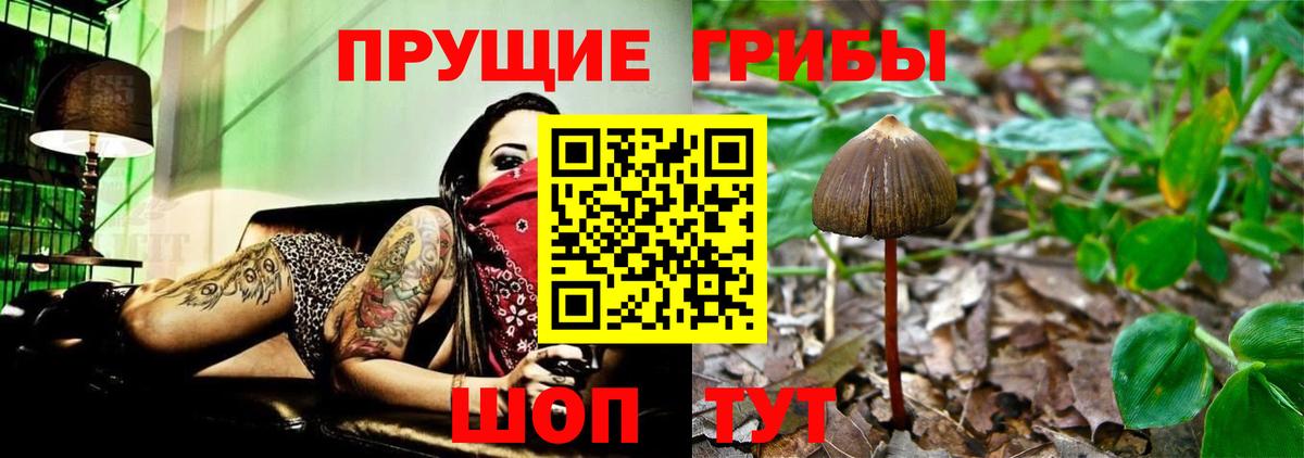 Великий Новгород  Псилоцибиновые грибы ЛСД  Вход с VPN 